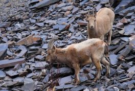 Khunjerab National Park