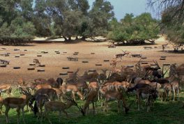 Lal Suhanra National Park