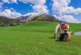 Paye Meadows